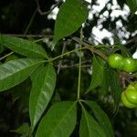 Caryocar microcarpum Hoja