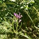 Chorispora tenella Λουλούδι