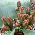 Welwitschia mirabilis Kwiat