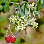 Nitraria retusa Fruit
