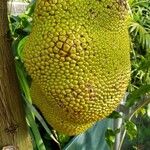 Artocarpus heterophyllus 果