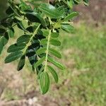 Senna multiglandulosa Blad