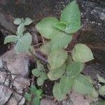 Plectranthus amboinicus Blad