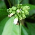 Pavonia fruticosa Flower