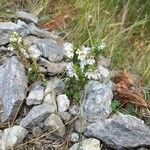 Euphrasia alpina പുഷ്പം