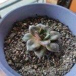 Echeveria purpusiorum Folha