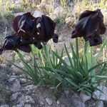 Iris atrofusca Habit