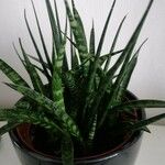 Dracaena stuckyi Yaprak