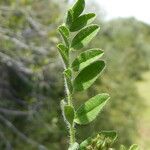 Biserrula pelecinus Leaf