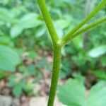 Ranunculus recurvatus Φλοιός