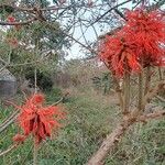 Erythrina abyssinica Цвят