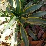 Agave demeesteriana Blatt