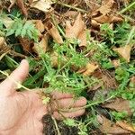 Berula erecta Habit