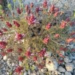 Thymus longiflorus Flower