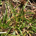 Carex pyrenaica অভ্যাস