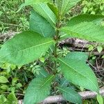 Triosteum perfoliatum Leaf