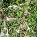 Silene italica Kwiat