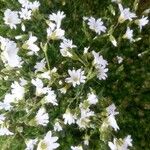 Cerastium alpinum Flors
