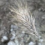 Bromus rubens Flower