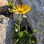 Doronicum clusii Habit