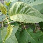 Solanum stramoniifolium Lehti