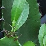 Euphorbia abyssinica Hoja
