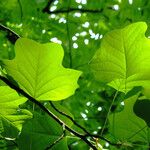 Liriodendron tulipifera Blatt