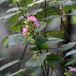 Pavonia dasypetala Flor