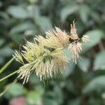 Lamarckia aurea Flower