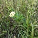 Asclepias viridis Habit