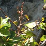 Ficus thonningii Bark