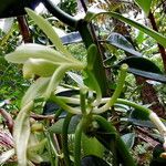 Vanilla planifolia Fleur