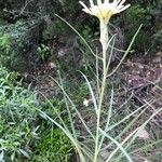 Scorzonera aristata 花