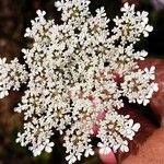 Daucus carotaBlüte