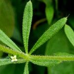 Galium aparine पत्ता