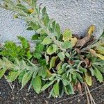 Heterotheca grandiflora Leaf