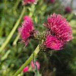 Cirsium rivulare Fula