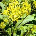 Senecio ovatus Flower