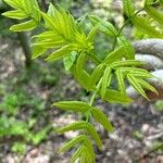 Fraxinus nigra Feuille