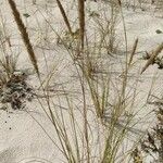 Ammophila arenaria Alkat (teljes növény)