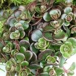 Sedum makinoi 葉