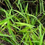 Melinis minutiflora Leaf