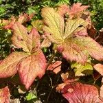 Podophyllum hexandrum Leht