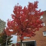 Liquidambar styracifluaHabit