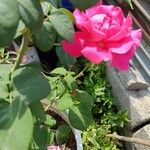 Rosa lucieae ഇല