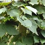 Vitis labrusca অভ্যাস