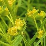 Euphorbia esula Flower