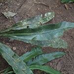 Asplenium africanum Leaf