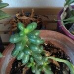 Sedum hernandezii Foglia