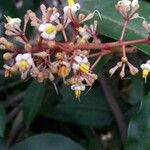 Miconia mirabilis 花